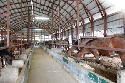 会津畜産の厩舎内部